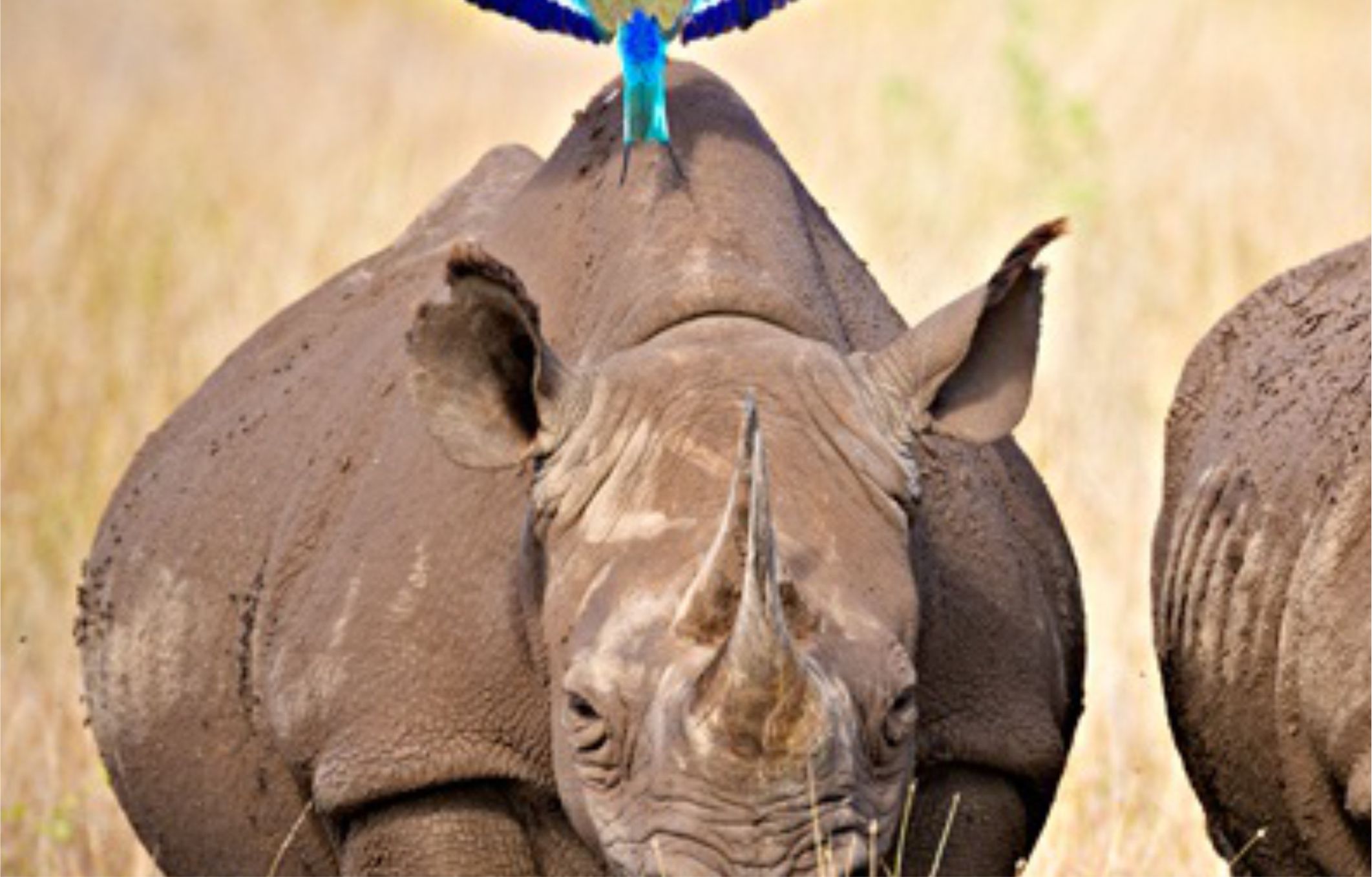 olpejeta conservancy